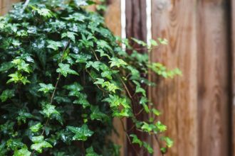 Feuilles de lierre vertes et humides sur une clôture écologique