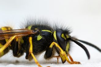 Guêpes et frelons en Savoie : pourquoi l'été est la saison la plus risquée