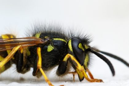 Guêpes et frelons en Savoie : pourquoi l'été est la saison la plus risquée