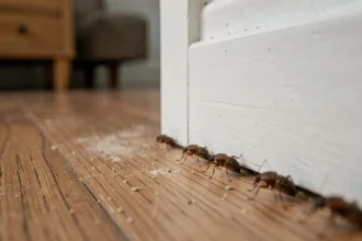 Petites bêtes marron visibles sur la plinthe en bois d'un intérieur domestique, révélant une infestation courante dans la maison